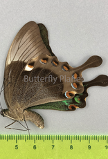 Papilio palinurus daedalus F A1/A1- Marinduque, Phillipines