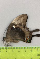 Papilio palinurus daedalus M A1 Marinduque, Phillipines