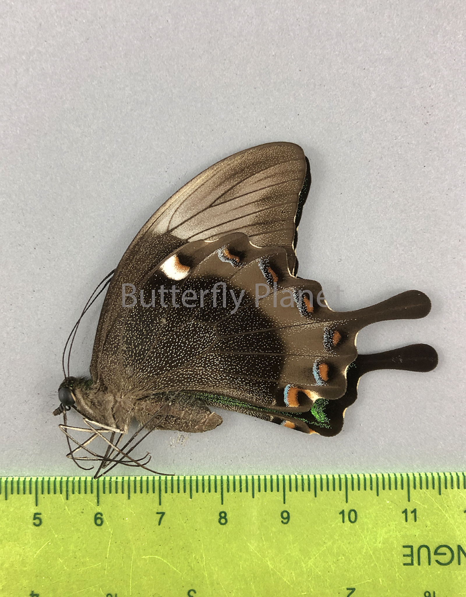 Papilio palinurus daedalus M A1 Marinduque, Phillipines