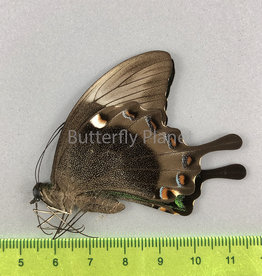 Papilio palinurus daedalus M A1 Marinduque, Phillipines