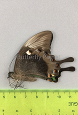 Papilio palinurus daedalus M A1 Marinduque, Phillipines