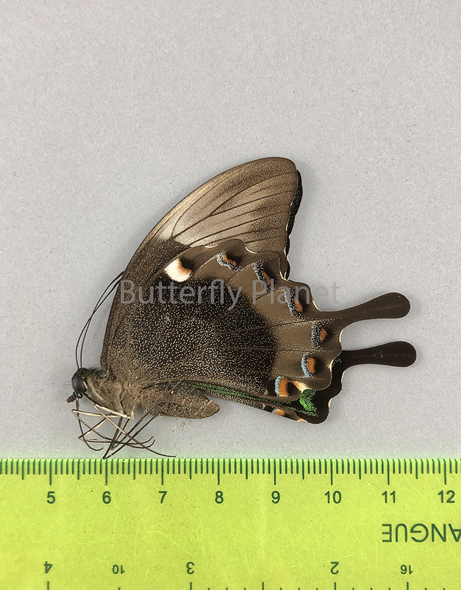Papilio palinurus daedalus M A1 Marinduque, Phillipines