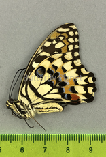 Papilio demoleus libanius M A1 Marinduque, Philippines