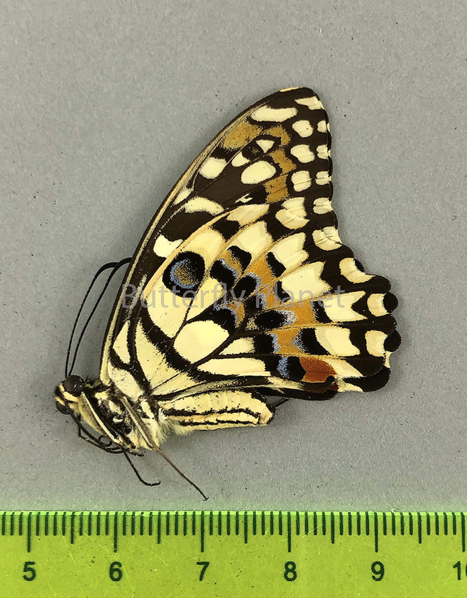 Papilio demoleus libanius M A1 Marinduque, Philippines