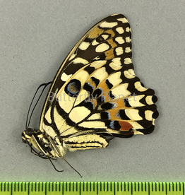 Papilio demoleus libanius M A1 Marinduque, Philippines