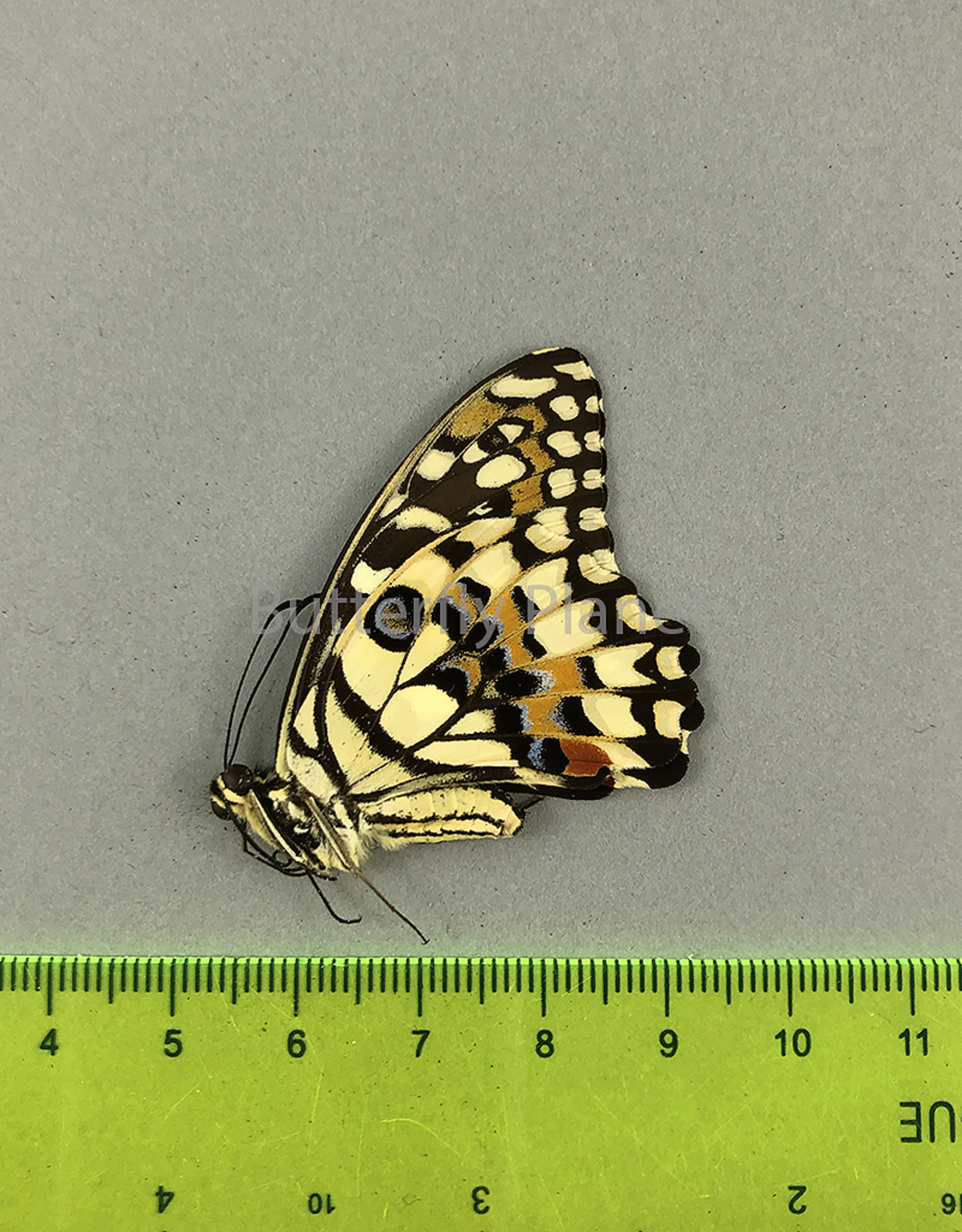 Papilio demoleus libanius M A1 Marinduque, Philippines