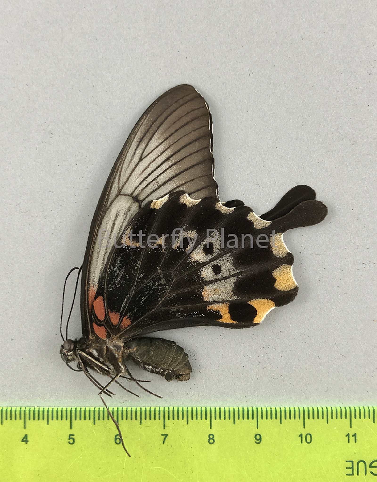 Papilio lowi suffusa F A1 Marinduque, Philippines