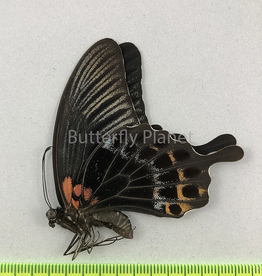 Papilio lowi suffusa M A1 Marinduque, Philippines