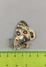 Parnassius imperator gigas F A1 Qinghai Prov., China