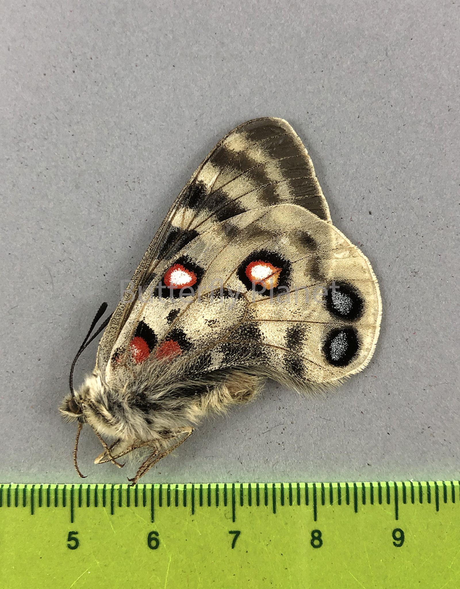 Parnassius imperator gigas M A1 Qinghai Prov., China