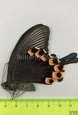 Papilio hermeli F A1 Mindoro Isl., Philippines