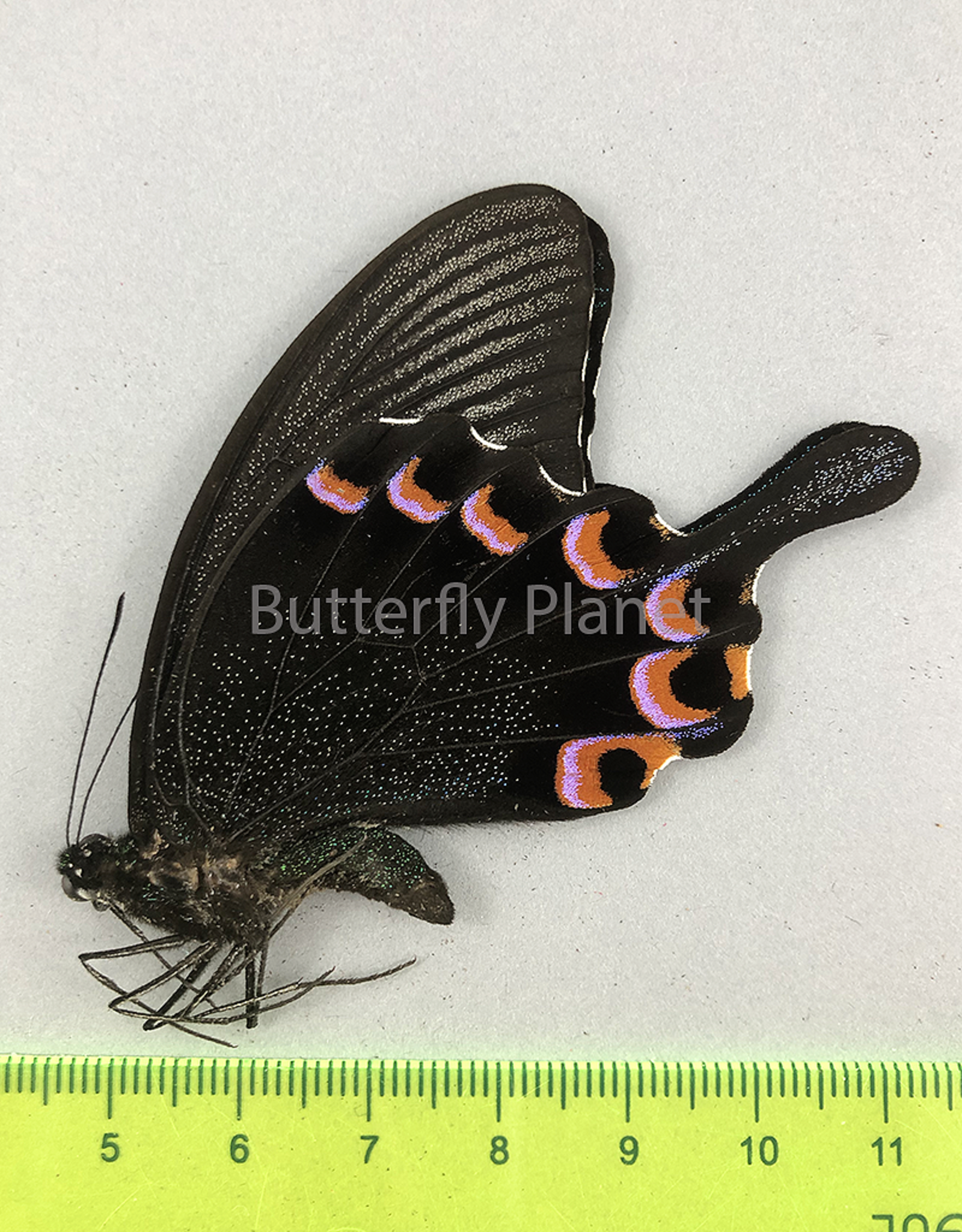Papilio hermeli M A1 Mindoro Isl., Philippines