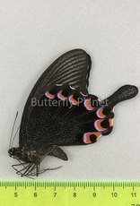 Papilio hermeli M A1 Mindoro Isl., Philippines