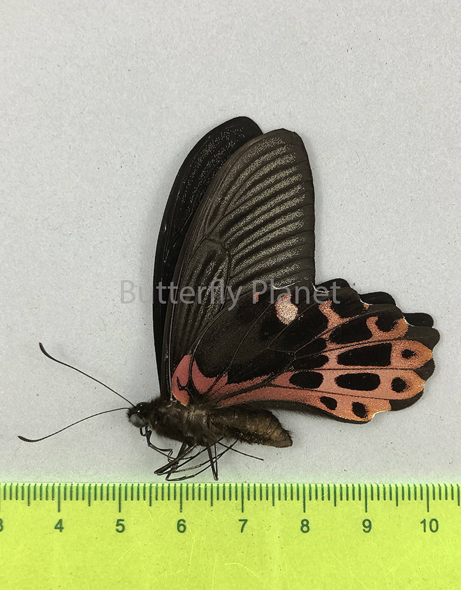 Papilio taiwanus M A1 Taiwan