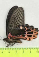 Papilio taiwanus M A1 Taiwan