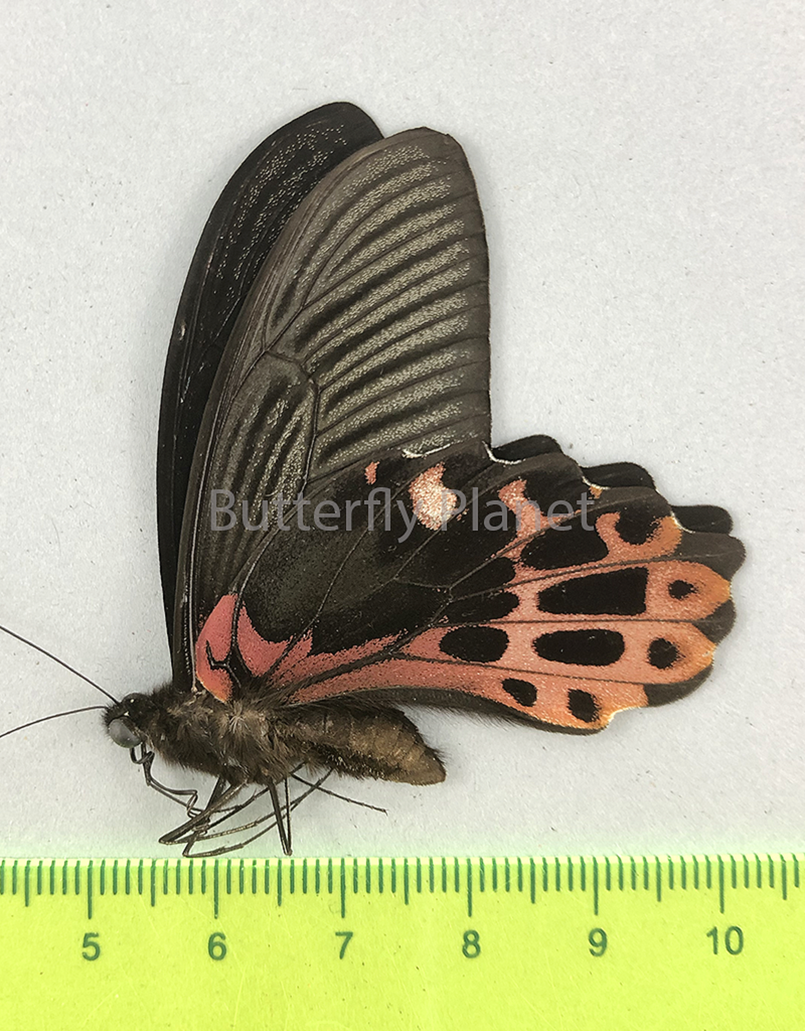 Papilio taiwanus M A1 Taiwan