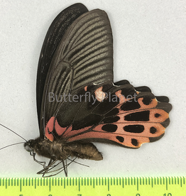 Papilio taiwanus M A1 Taiwan
