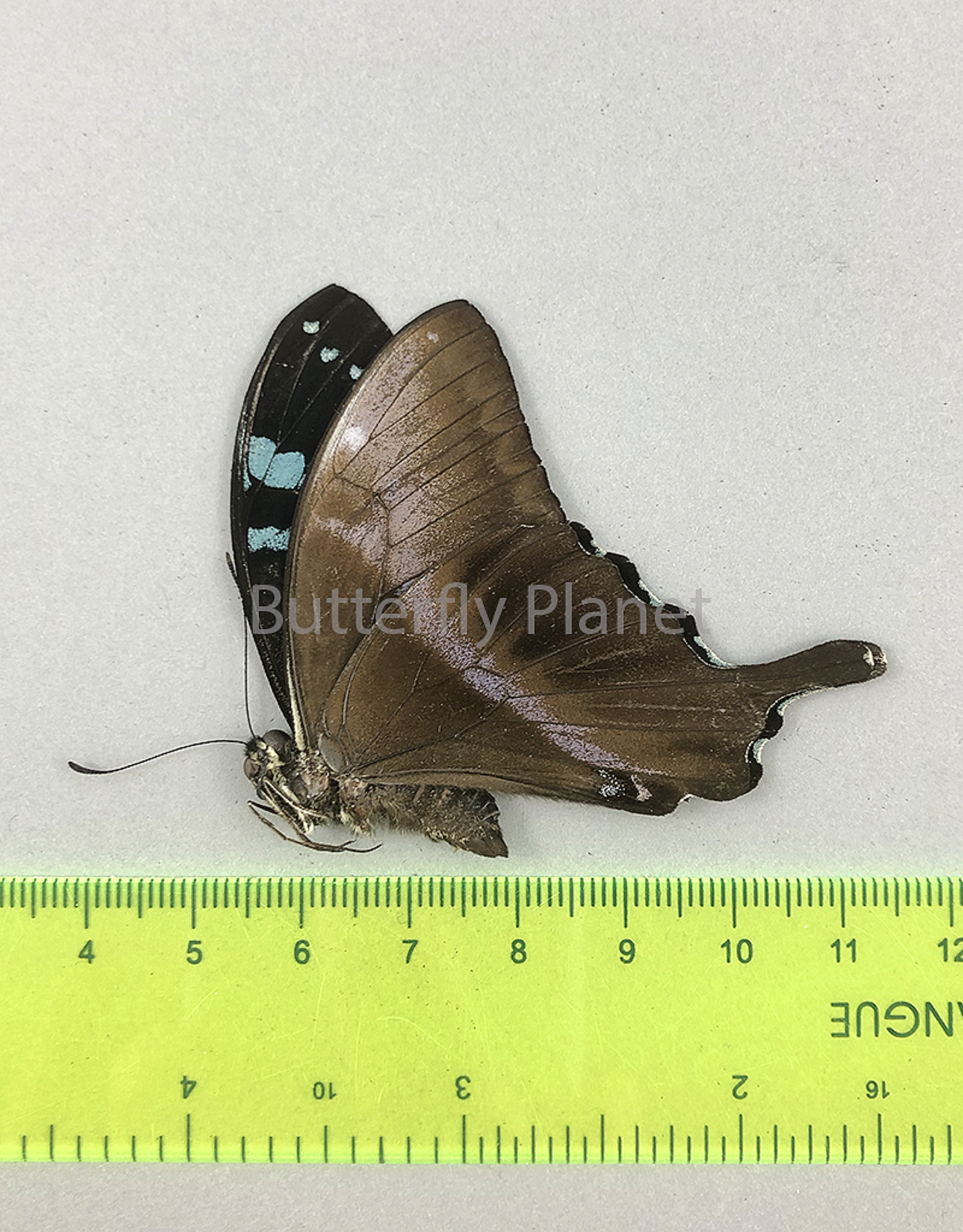 Papilio mangoura M A1 Madagascar