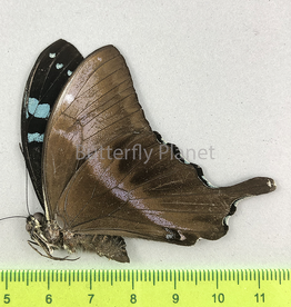 Papilio mangoura M A1 Madagascar