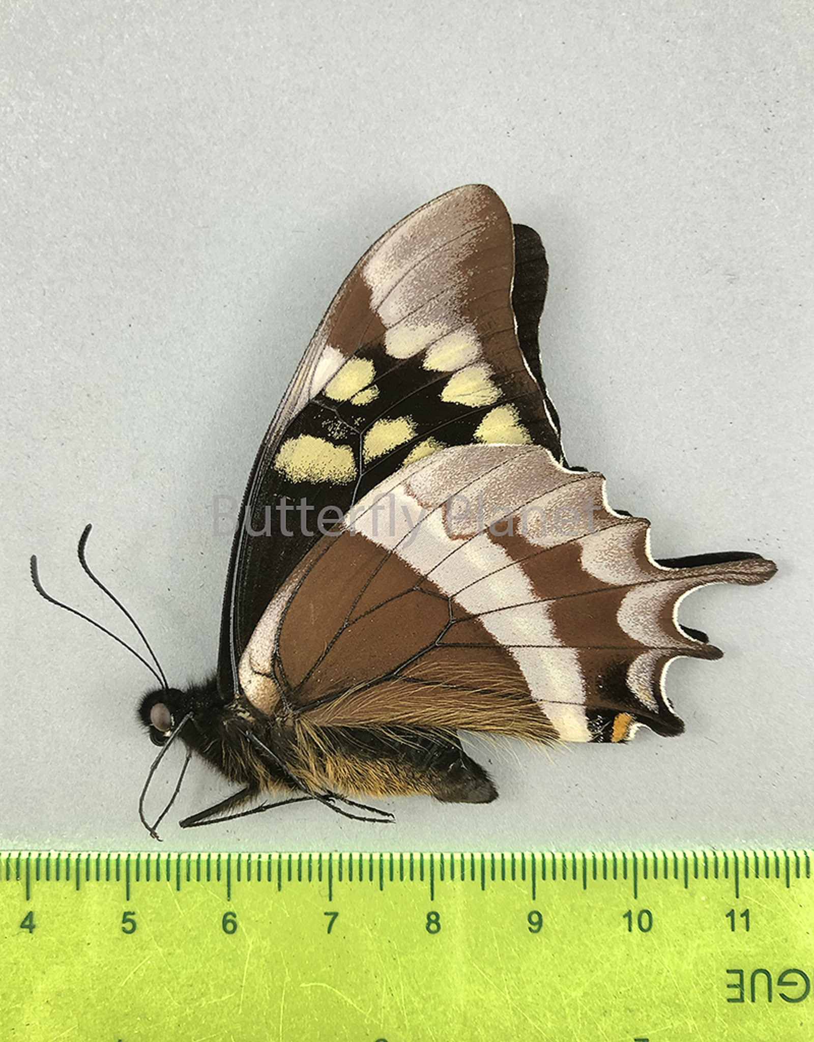 Papilio warscewiczii ssp.? M A1 Huanuco, Peru