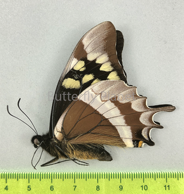 Papilio warscewiczii ssp.? M A1 Huanuco, Peru