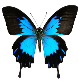 Papilio ulysses telegonus M A1 Indonesia Bachan Isl.