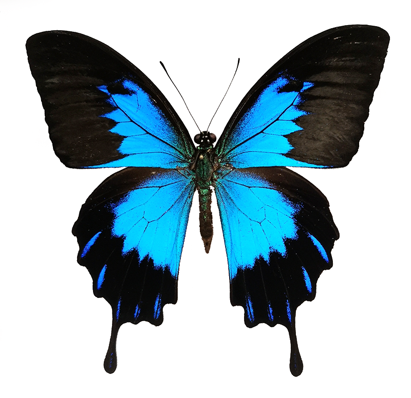 Papilio ulysses telegonus M A1 Indonesia Bachan Isl. - Butterfly