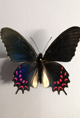 Parides photinus M A1/A1- Puebla State, Mexico