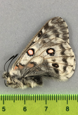 Parnassius actius ornatus M A1 Xingjiang, China