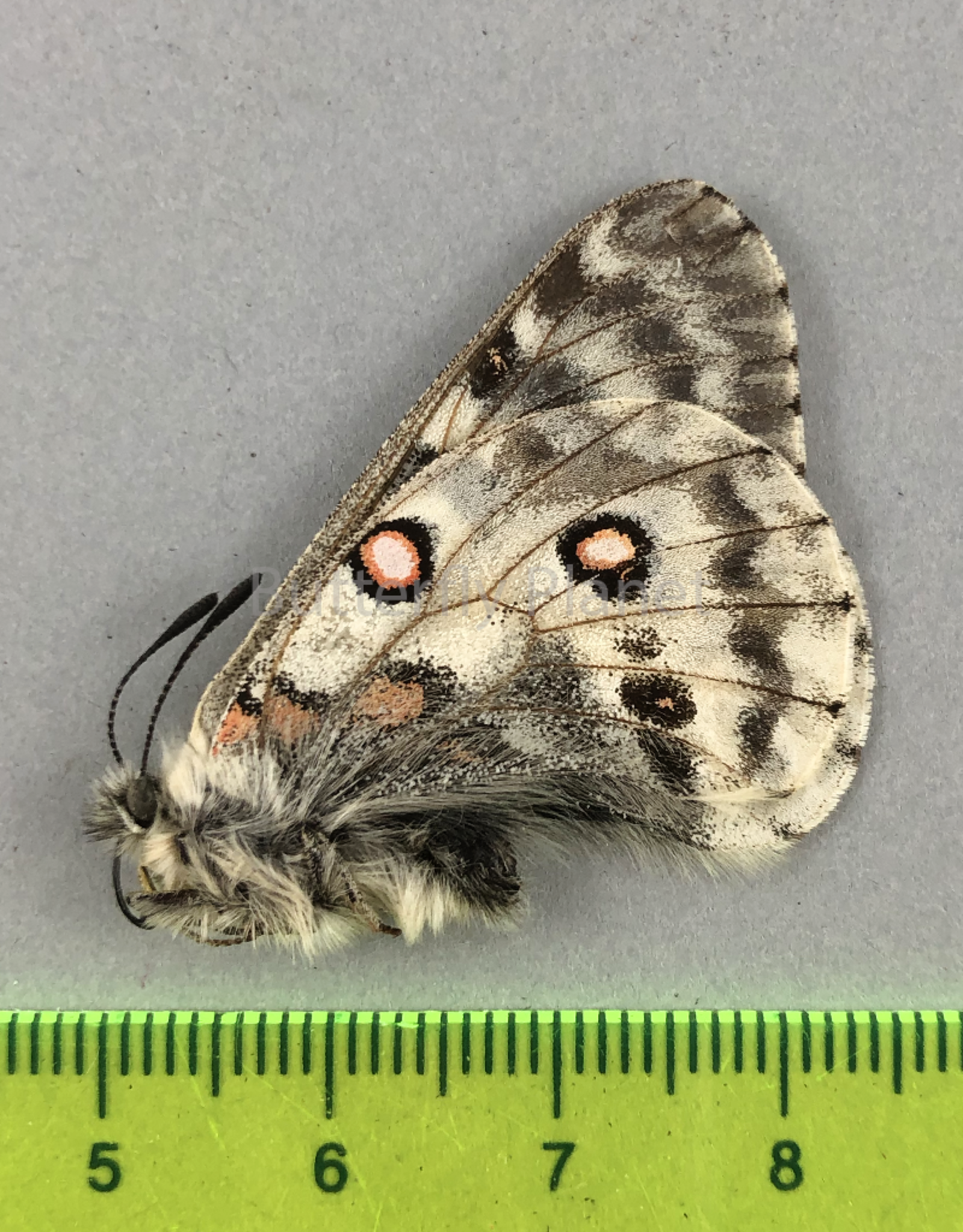 Parnassius actius ornatus M A1 Xingjiang, China