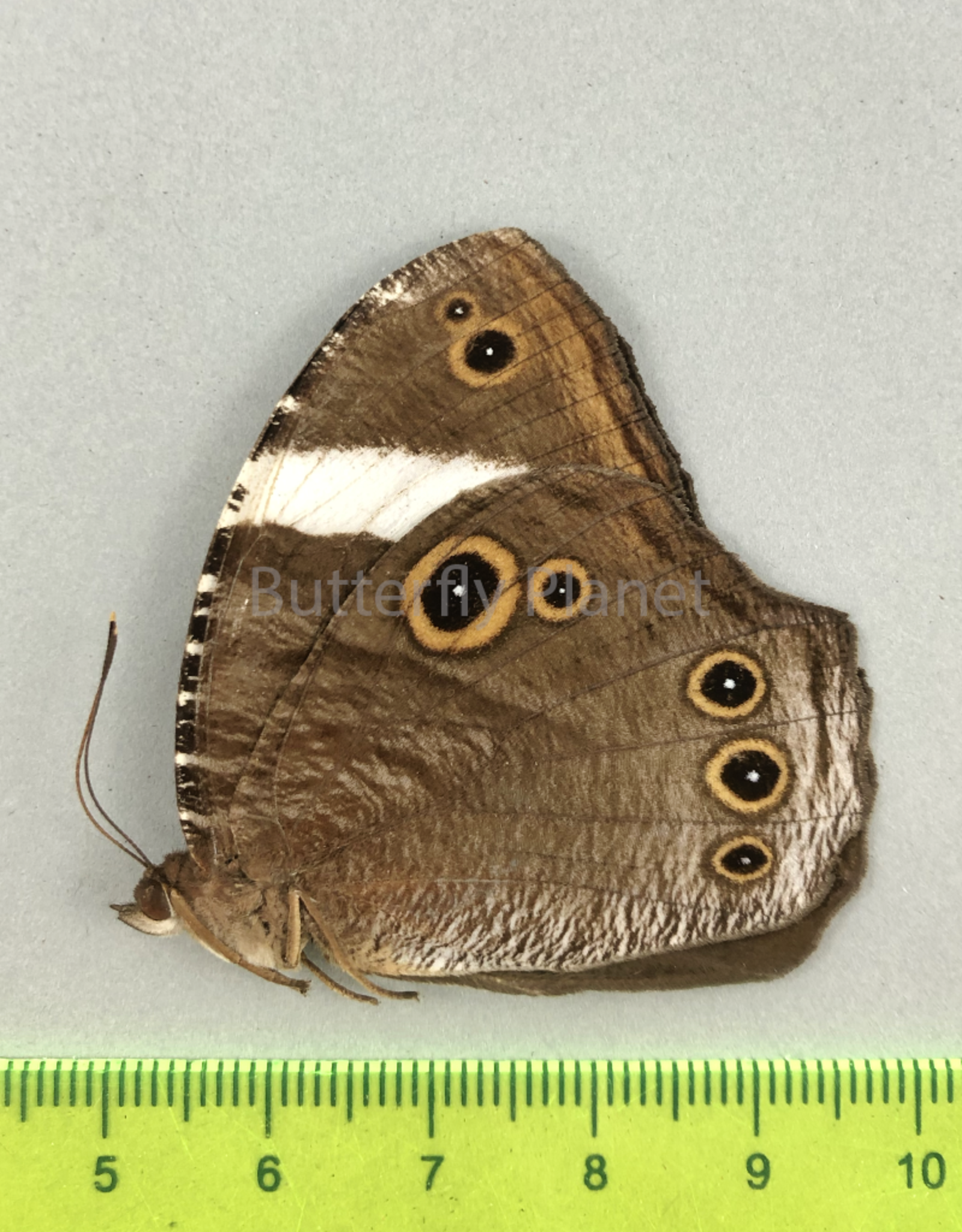 Melanitis anabilis valentina F A1- South Bougainville, PNG