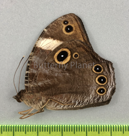 Melanitis anabilis valentina M A1- South Bougainville, PNG