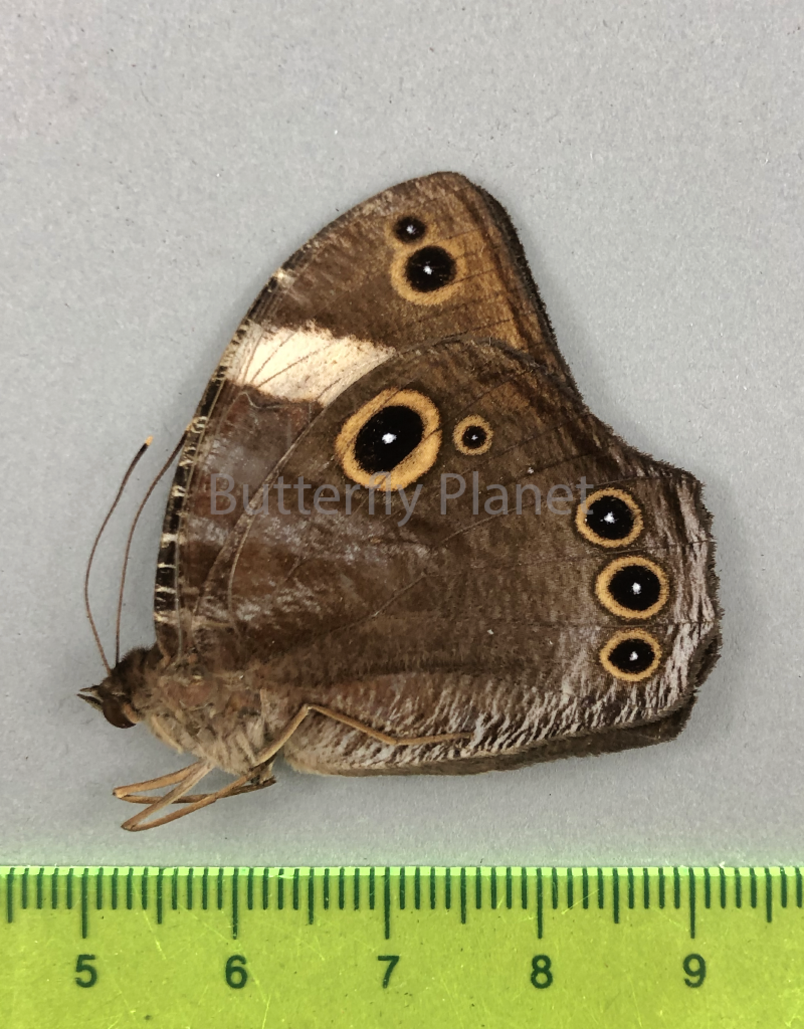 Melanitis anabilis valentina M A1/A1- South Bougainville, PNG