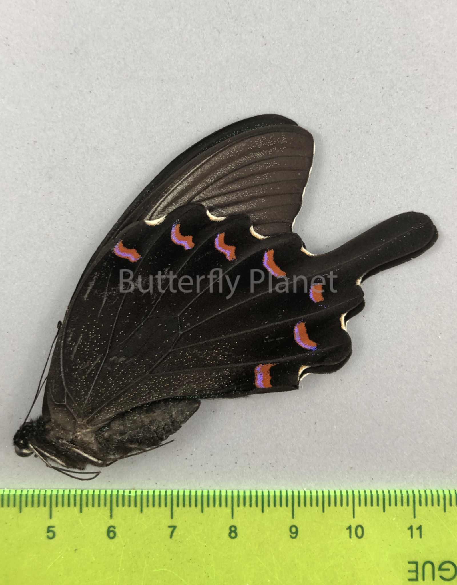 Papilio bianor coreanus M A1 South Korea