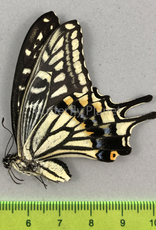 Papilio xuthus F A1 South Korea