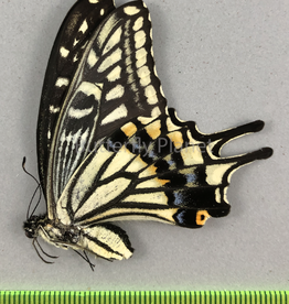 Papilio xuthus F A1 South Korea