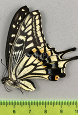 Papilio xuthus F A1/A1- South Korea