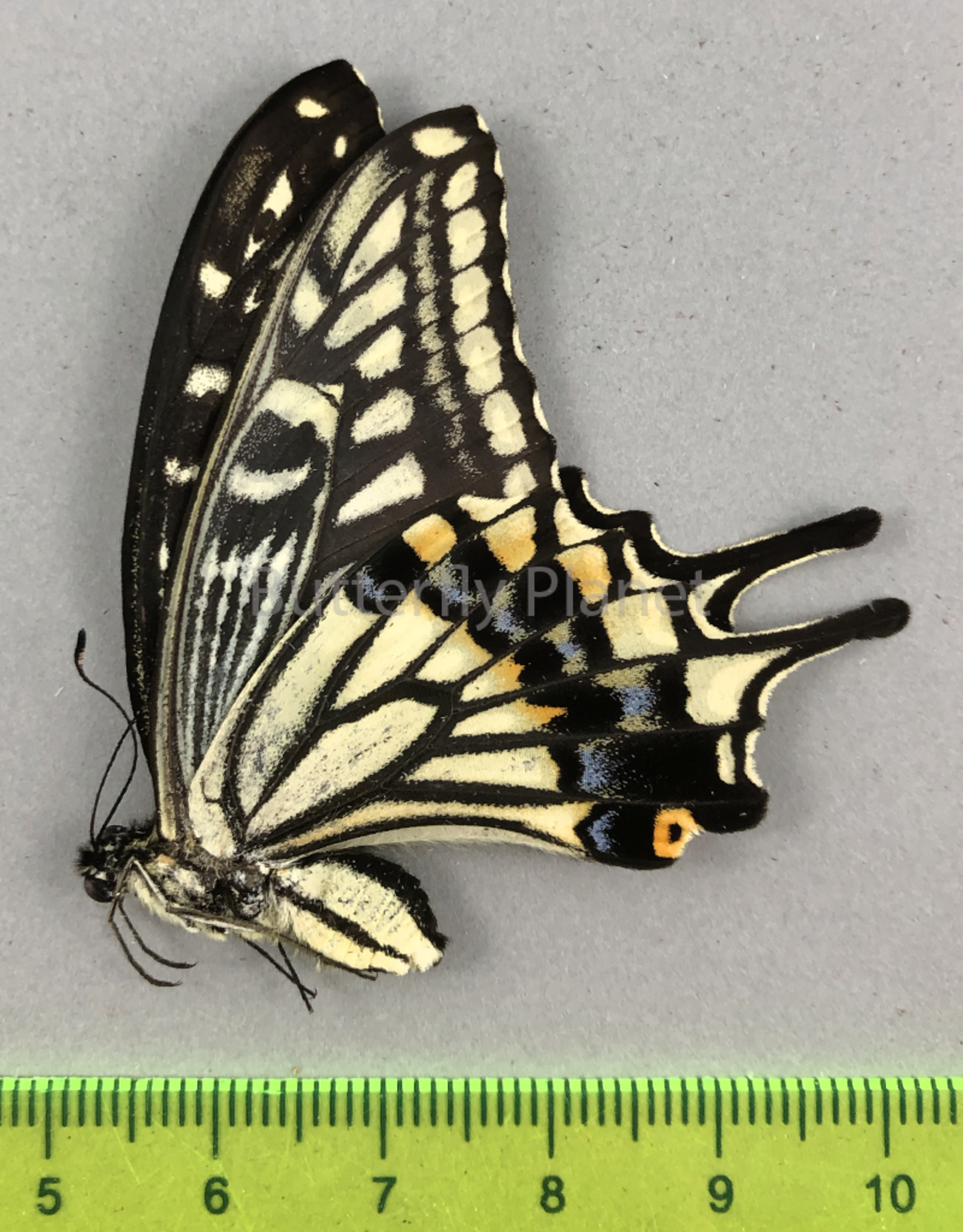 Papilio xuthus F A1/A1- South Korea