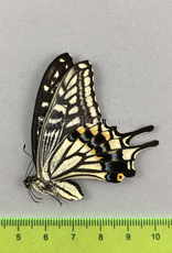 Papilio xuthus F A1/A1- South Korea