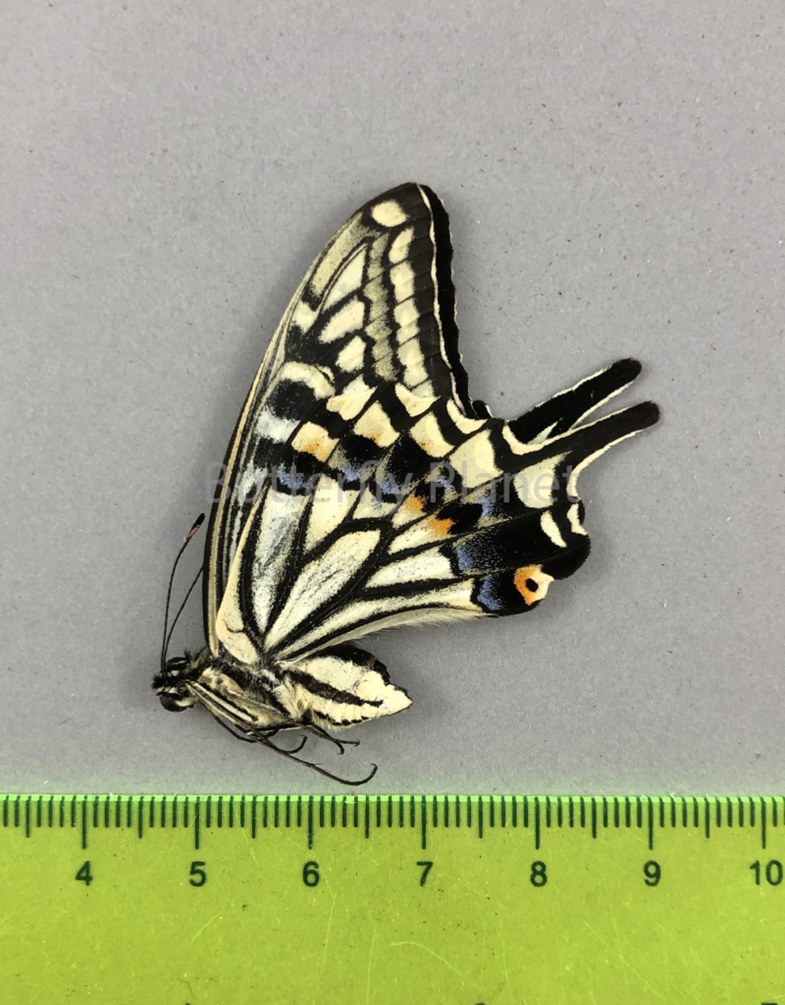 Papilio xuthus M A1 South Korea