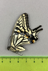 Papilio xuthus M A1/A1- South Korea