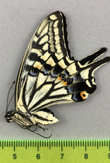Papilio xuthus M A1/A1- South Korea