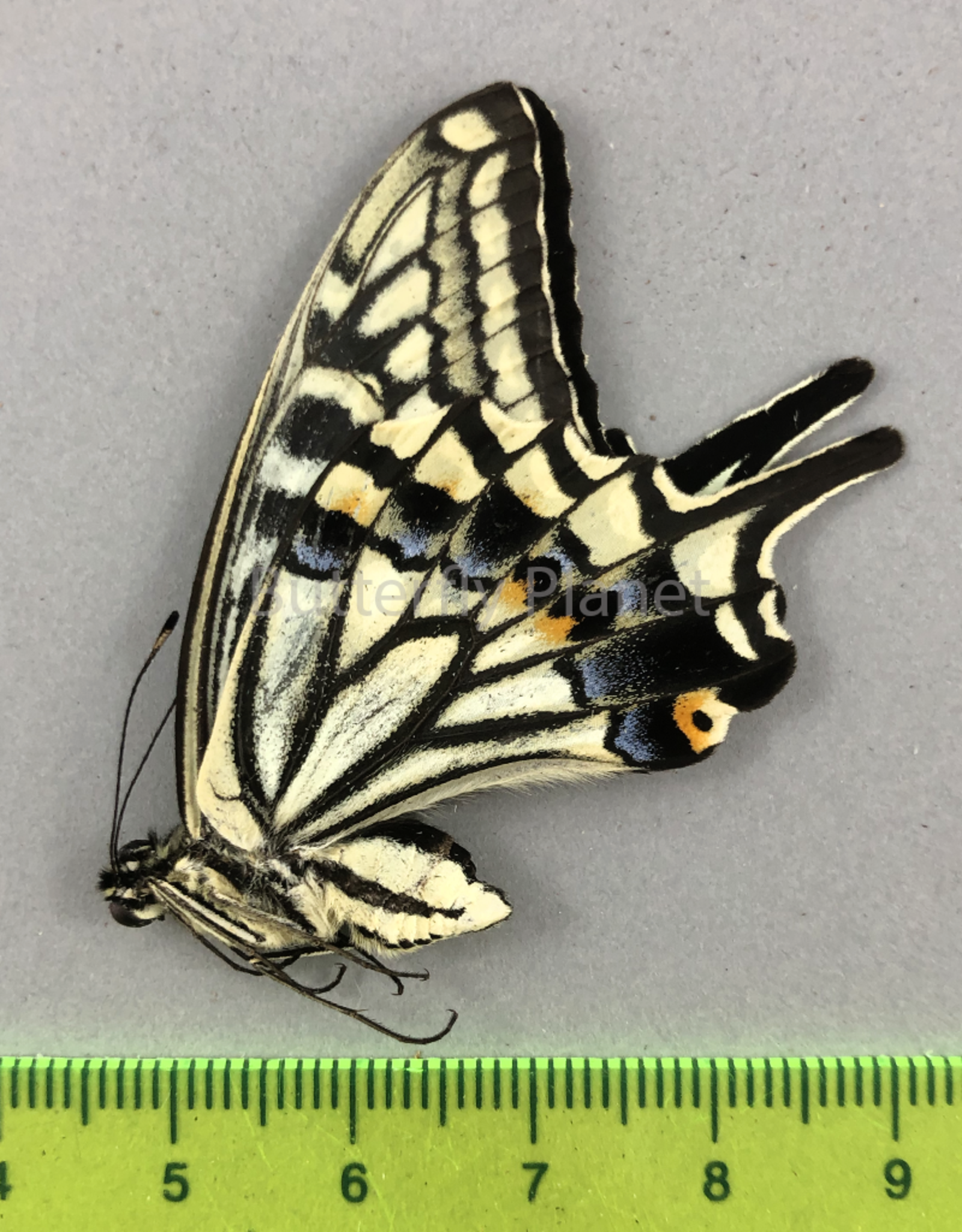 Papilio xuthus M A1/A1- South Korea