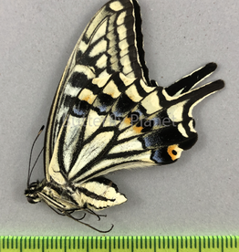 Papilio xuthus M A1/A1- South Korea