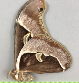 Epiphora aequatorialis F A1/A1- Cameroon