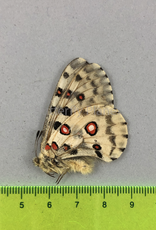 Parnassius nomion oberthuerianus M A1 Hebei Prov., China