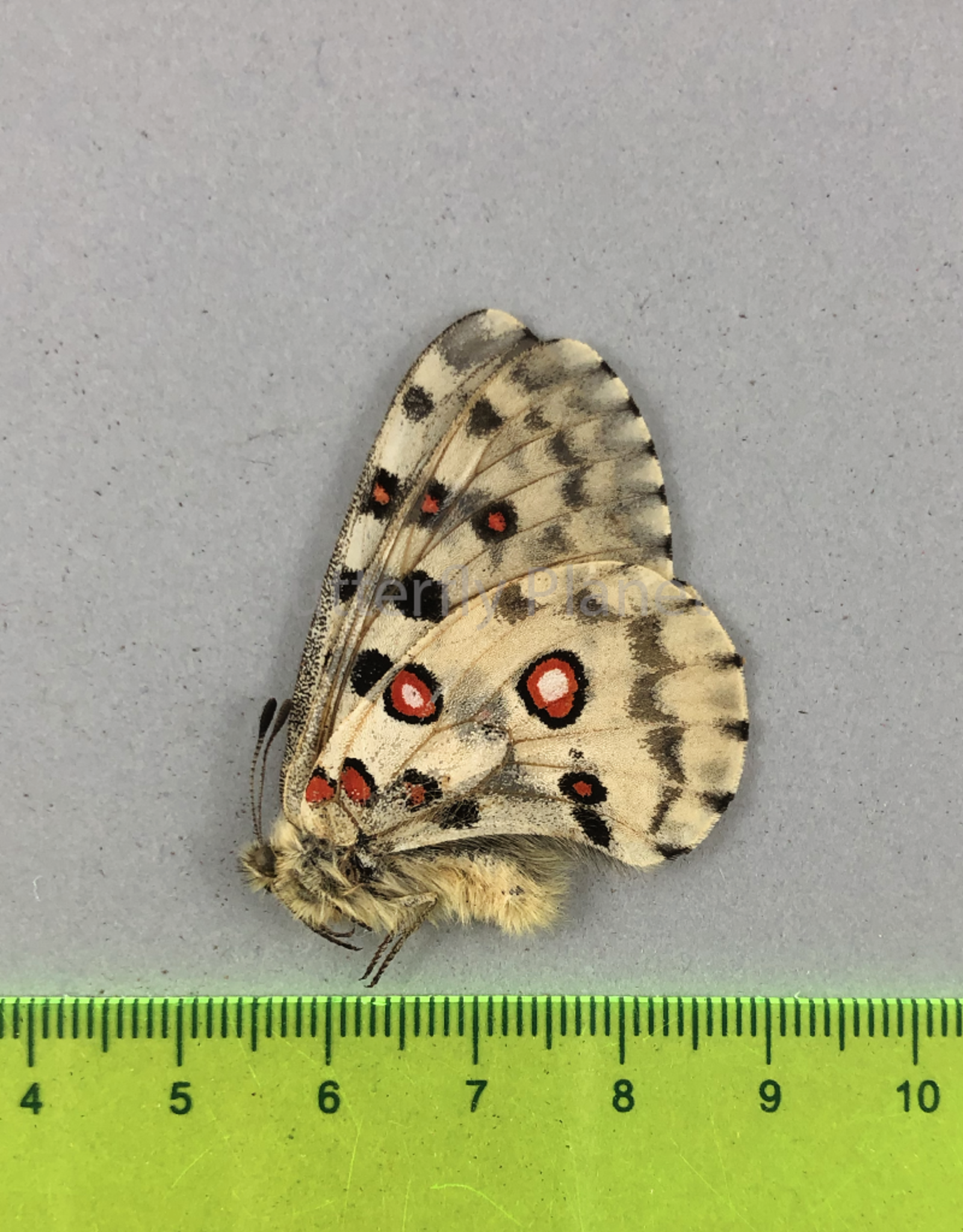 Parnassius nomion oberthuerianus M A1 Hebei Prov., China