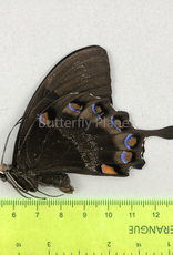 Papilio ulysses nigerrimus M A1 S. Bougainville, PNG