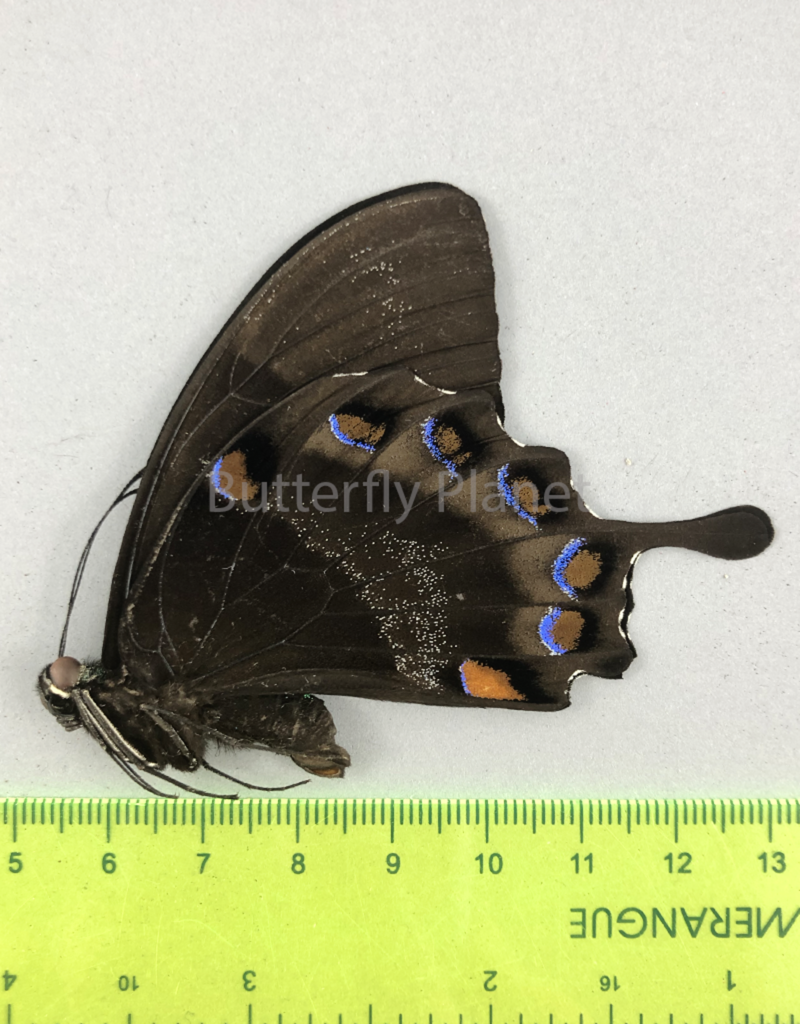 Papilio ulysses nigerrimus M A1 S. Bougainville, PNG