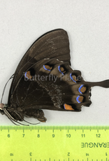 Papilio ulysses nigerrimus M A1- S. Bougainville, PNG